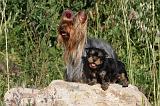 YORKSHIRE TERRIER 428